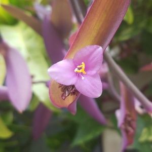 Meet your Posher, Annette